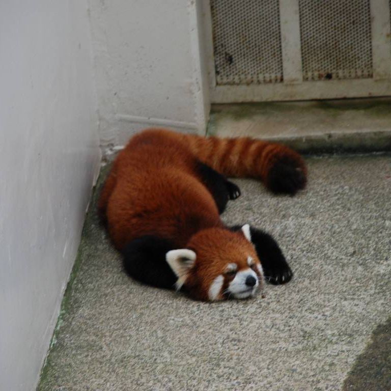 ʌ܎sEEbT[p_ -  - ʐ^f - ݃{