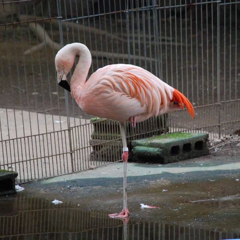 ʌ܎sEE`[t~S -  - ʐ^f - ݃{