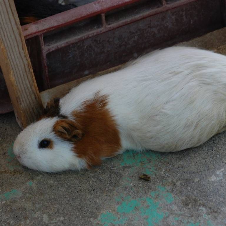 ʌ܎sEEbg -  - ʐ^f - ݃{