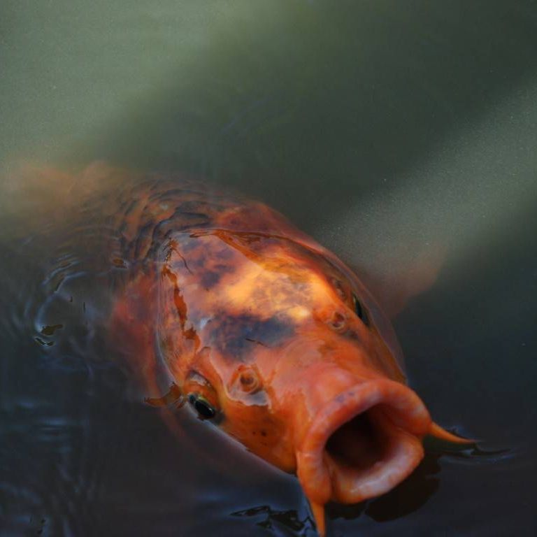 ʌ{㒬EE -  - ʐ^f - ݃{