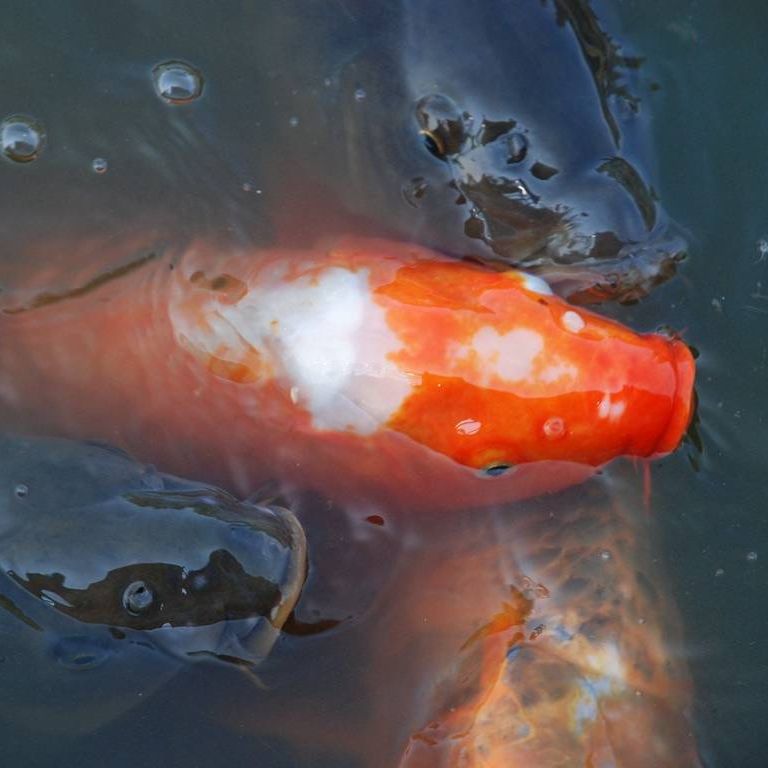 ʌ{㒬EE -  - ʐ^f - ݃{