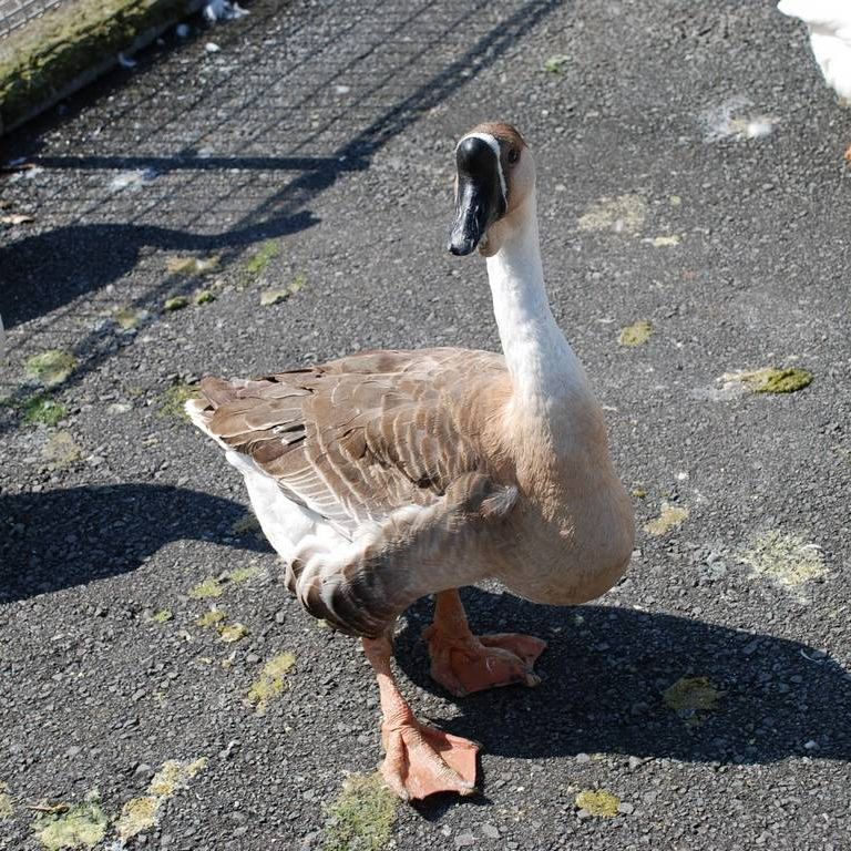 ʌ{㒬EEK`E -  - ʐ^f - ݃{