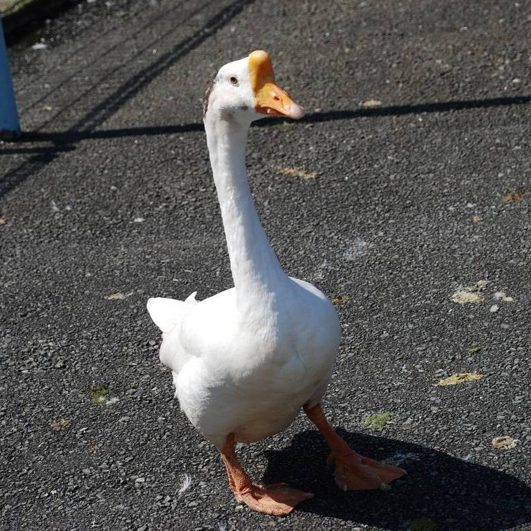 ʌ{㒬EEK`E -  - ʐ^f - ݃{