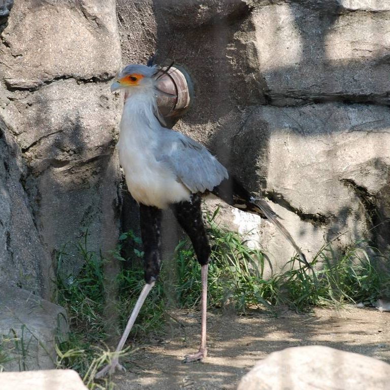 ʌ{㒬EEwrNCV -  - ʐ^f - ݃{