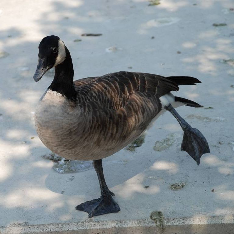ʌ{㒬EEJi_K -  - ʐ^f - ݃{