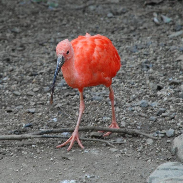 ʌ{㒬EEVEWEgL -  - ʐ^f - ݃{