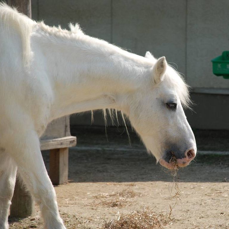 ʌ{㒬EEn -  - ʐ^f - ݃{