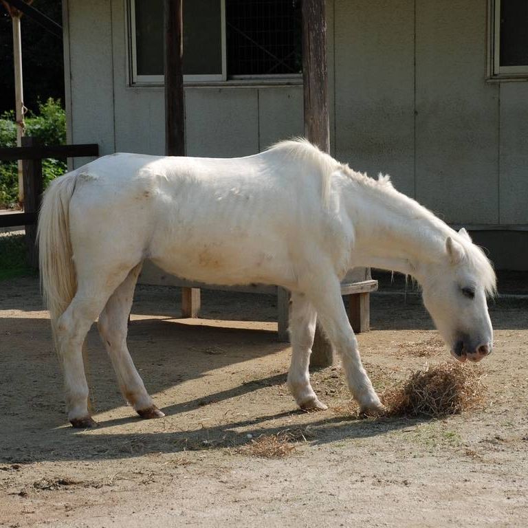 ʌ{㒬EEn -  - ʐ^f - ݃{