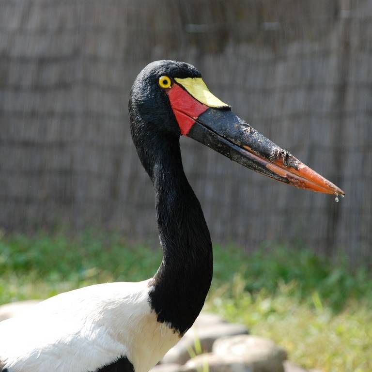 ʌ{㒬EENnVRE -  - ʐ^f - ݃{