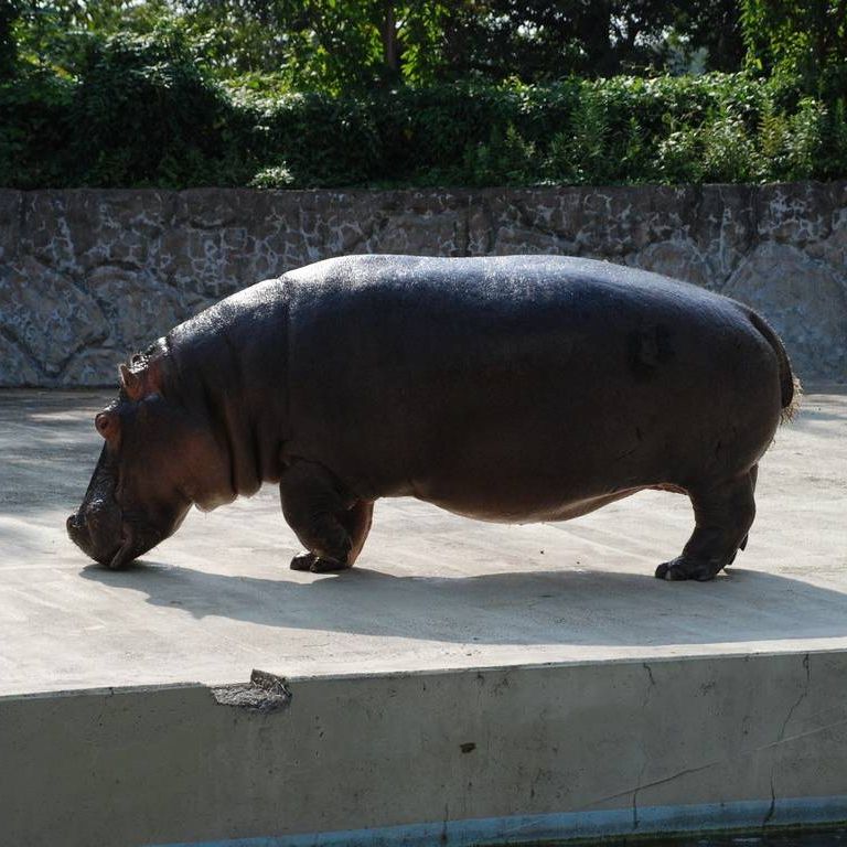 ʌ{㒬EEJo -  - ʐ^f - ݃{