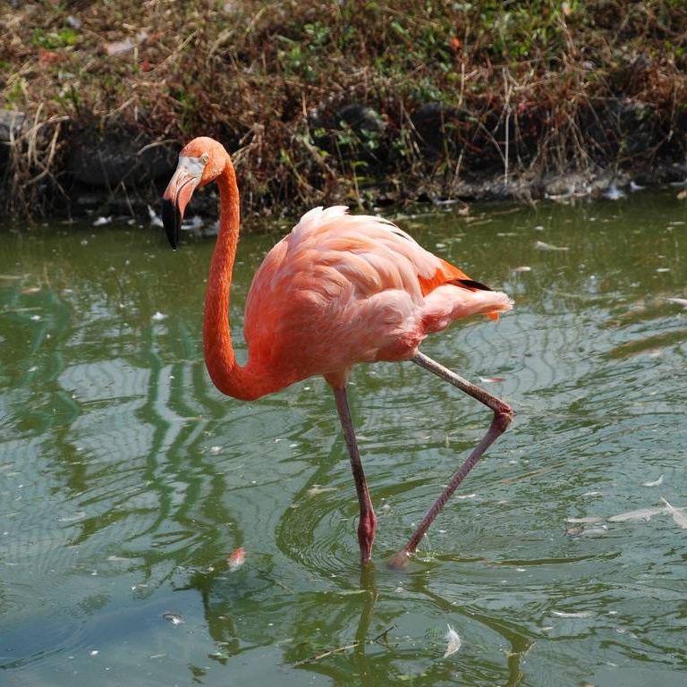 ʌ{㒬EEt~S -  - ʐ^f - ݃{
