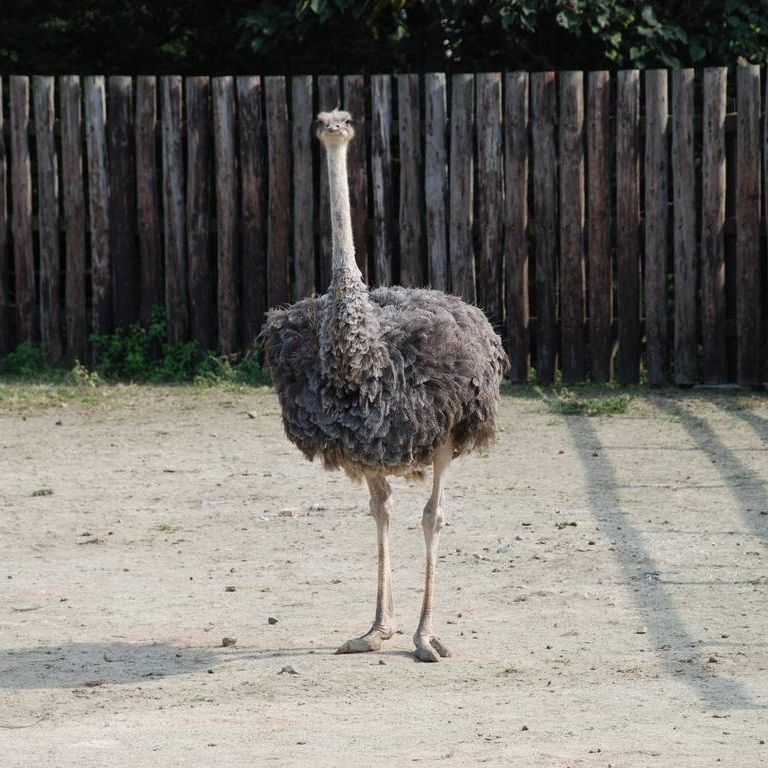 ʌ{㒬EE_`E -  - ʐ^f - ݃{