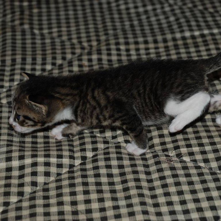 ʌzJsEqLE~[ -  - ʐ^f - ݃{