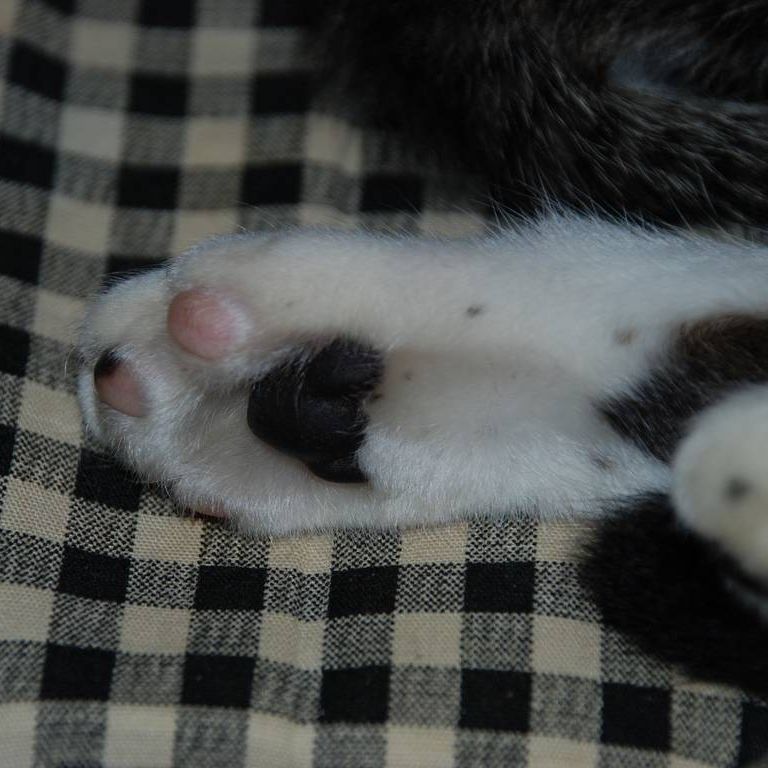 ʌzJsELEY -  - ʐ^f - ݃{