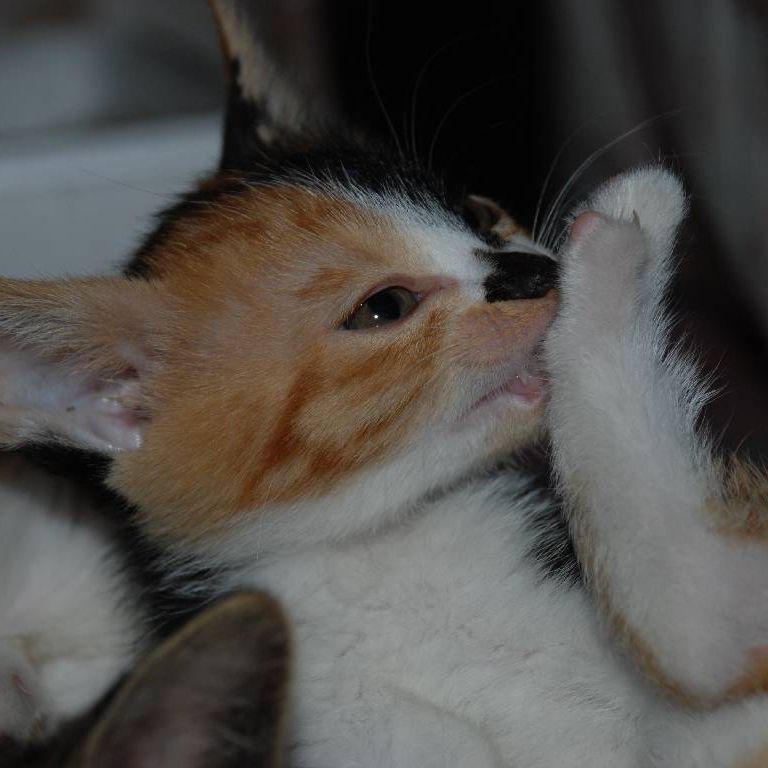 ʌzJsEqLE -  - ʐ^f - ݃{