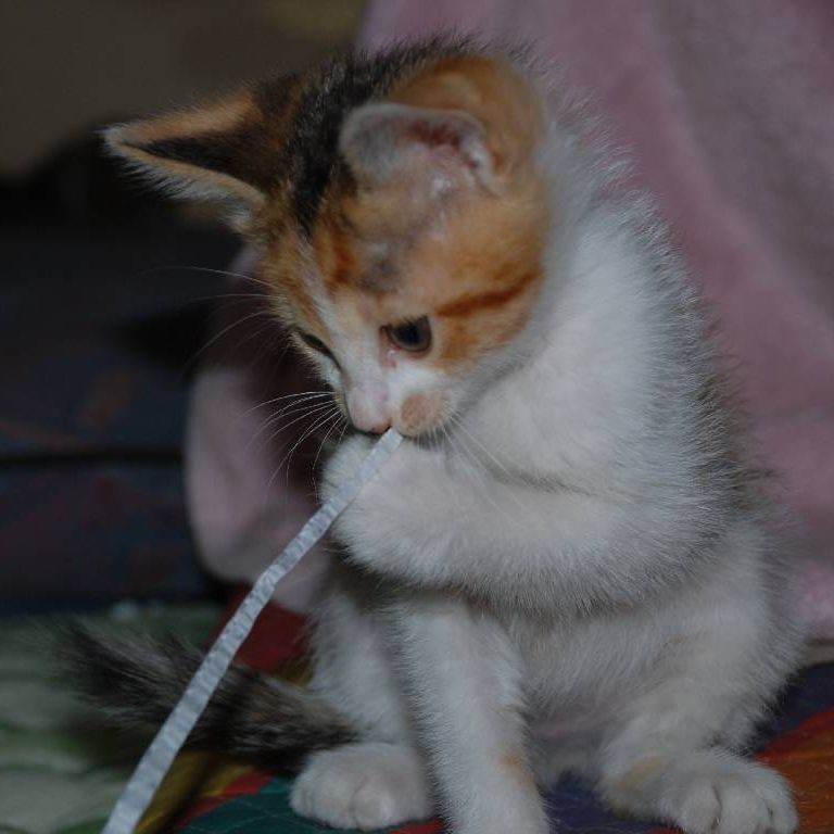 ʌzJsEqLEV[ -  - ʐ^f - ݃{