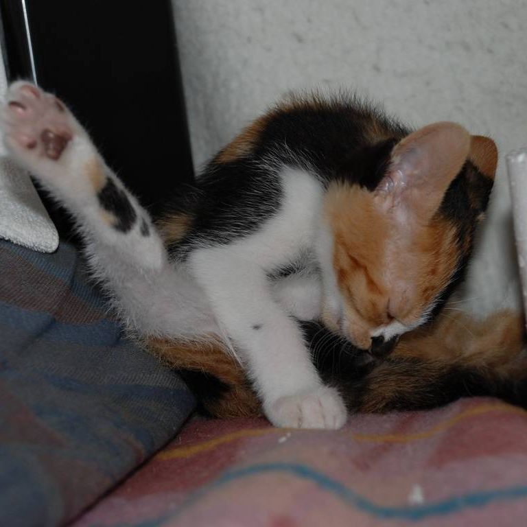 ʌzJsEqLE -  - ʐ^f - ݃{