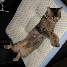 猫