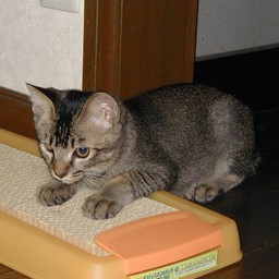 猫