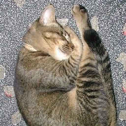 猫