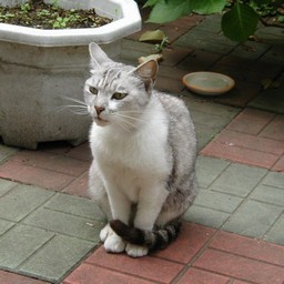 猫
