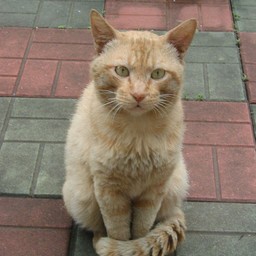 猫