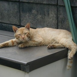 猫