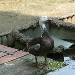 ハイイロガン