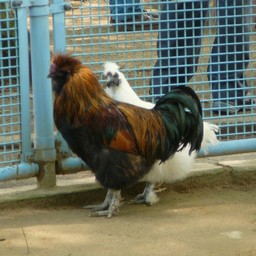 ニワトリ