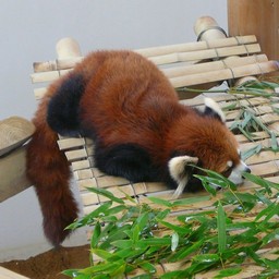 レッサーパンダ