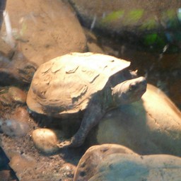 クサガメ