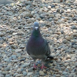 鳩