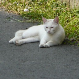 ねこ