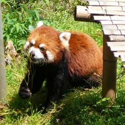 レッサーパンダ