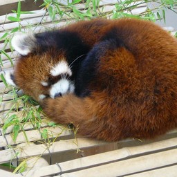 レッサーパンダ