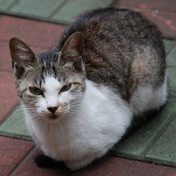 猫