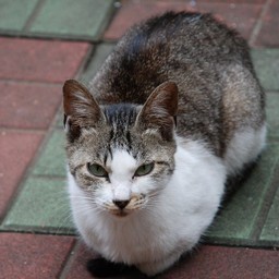 猫