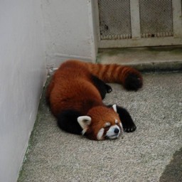 レッサーパンダ