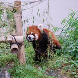 レッサーパンダ