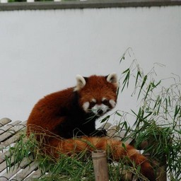 レッサーパンダ