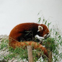 レッサーパンダ