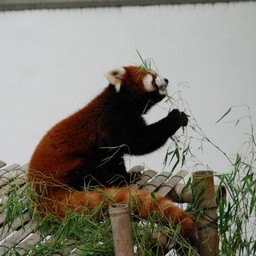 レッサーパンダ