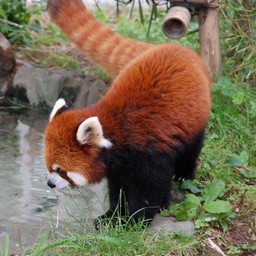 レッサーパンダ