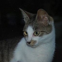 猫