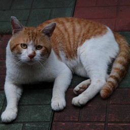 猫