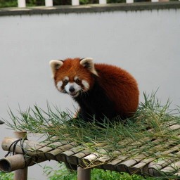 レッサーパンダ