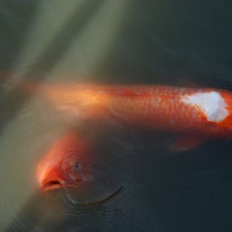 鯉