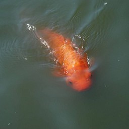 鯉