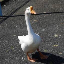 ガチョウ