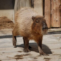 カピバラ